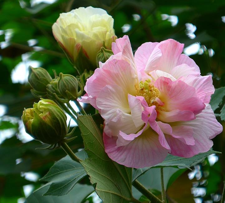 Hibiscus mutabilis - Rosa Confederada, Rosa Louca, Mimo de Vênus, Dixie Rosemalow