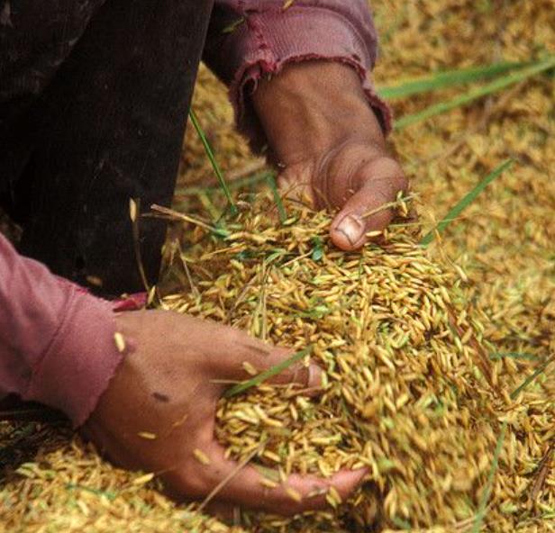 Oryza sativa Blue bonnet - Arroz Blue bonnet, Arroz de Belize, Arroz Armênio