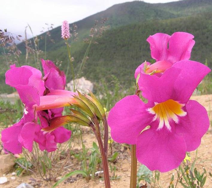 Incarvillea mairei Grandiflora - Gloxinia Anão Resistente, Dwarf Hardy Gloxinia
