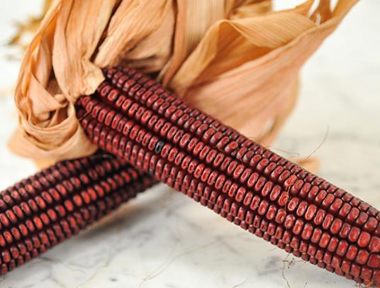 Zea Mays Bloody Butcher (Certificação Orgânica) - Milho Sangrento, Milho Açougueiro Sangrento