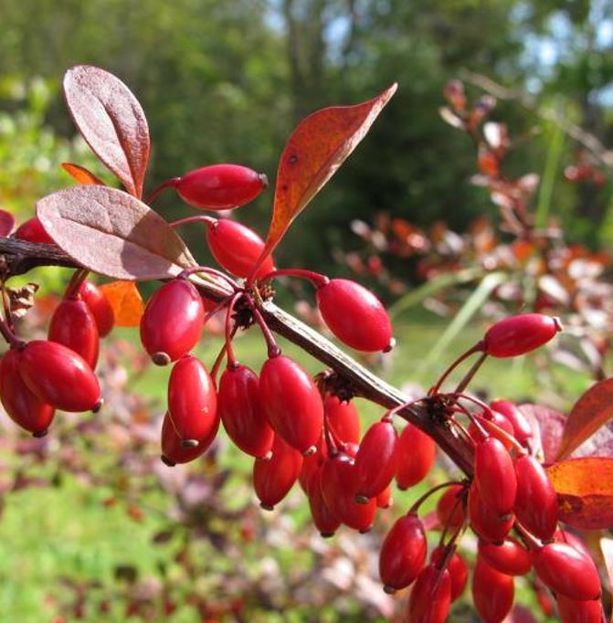 Berberis thunbergii Atropurpurea - Berberis Atropurpurea, Bérbere Japonês, Uva do Japão, Uva dos Jardins