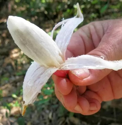 Bromelia karatas - Bromélia saborosa Pinuela, Piñuelas, Bromélia de Plumier