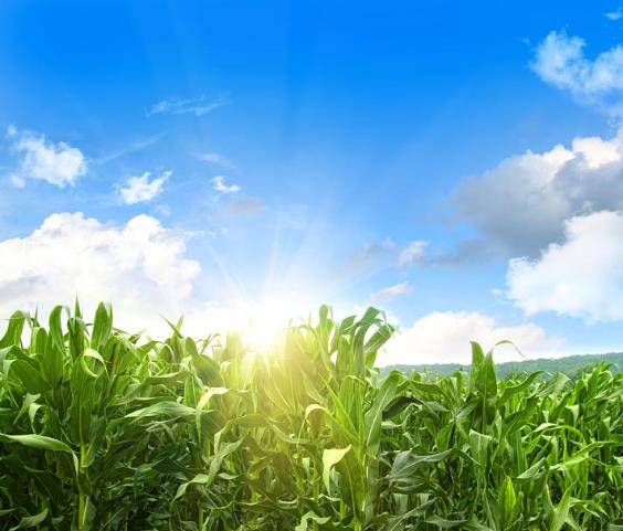 Zea Mays Osage Brown (Certificação Orgânica) - Milho Chocolate do Povo Osage, Milho chocolate