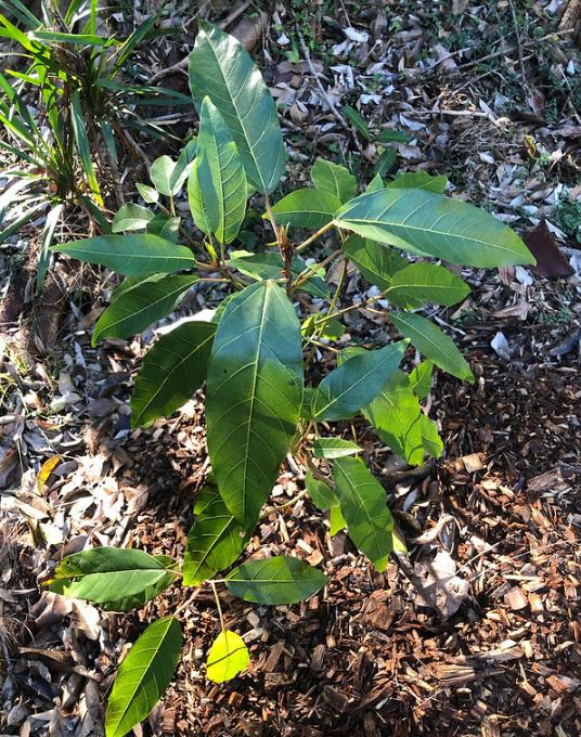 Ficus racemosa - Figueira de cacho, Figo de Cacho, Figueira Goolar, Figo do Rio Vermelho, Cluster