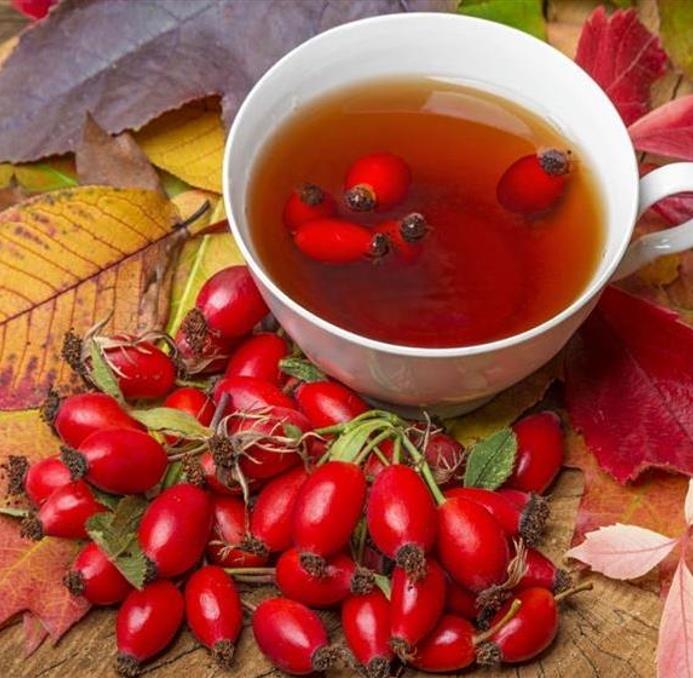 Rosa canina -  Trepadeira Rosa Mosqueta Canina, Rosa selvagem, Rosa silvestre, Rosa canina