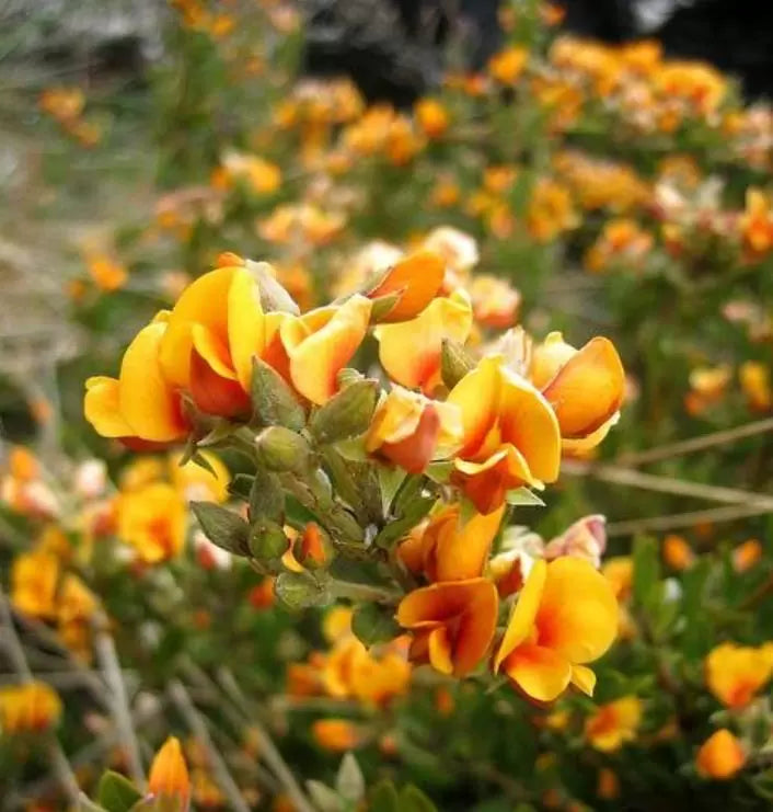 Oxylobium ellipticum - Alecrim Dourado, Golden Shaggy Pea