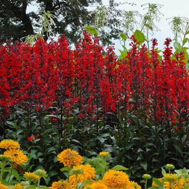 Lobelia cardinalis 'Queen Victoria' - Lobelia Rainha Victoria, Flor Cardeal 'Rainha Vitória', Lobelia Esplêndida, Lob