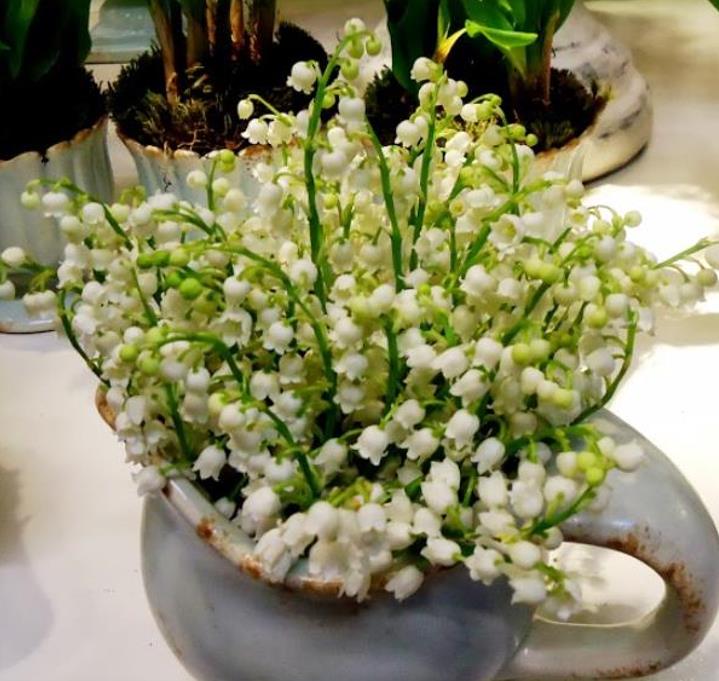 Convallaria majalis - Lirio do Vale, Muguet, Lírio de Maio, Lily of the Valley