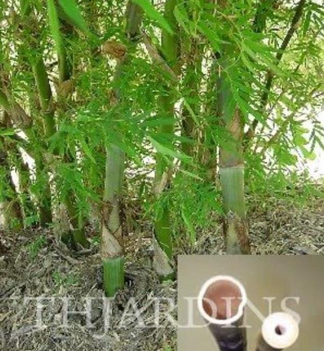 Dendrocalamus strictus - Bambu Ferro - Bambu Gigante Ferro, Bambu Sólido