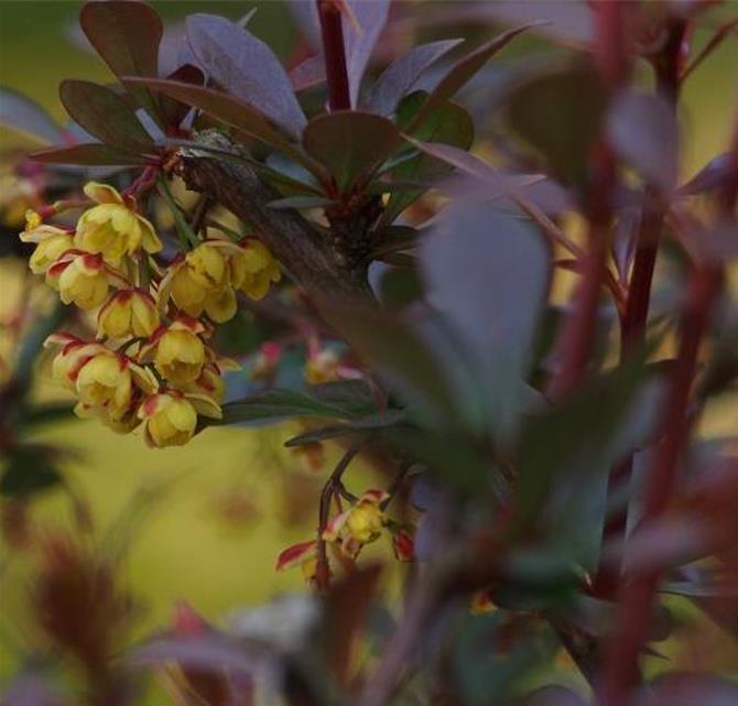 Berberis thunbergii Atropurpurea - Berberis Atropurpurea, Bérbere Japonês, Uva do Japão, Uva dos Jardins