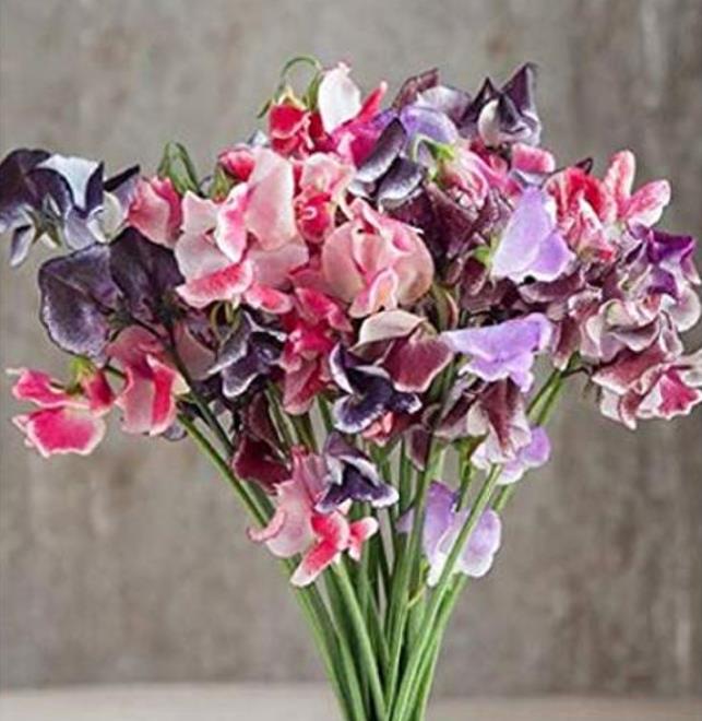 Lathyrus odoratus 'Ripple Mixed' - Ervilha Doce Ripple 'Seleção Premium', Ervilha Doce 'Super Perfumada' Mix