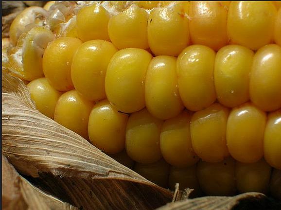 Zea mays Dorinny Sweet (C.O) - Milho Doce Dorinny