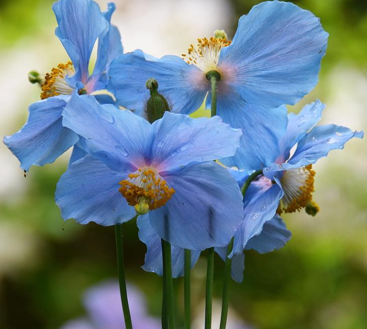 Meconopsis baileyi - Papoula Azul do Himalaya, Papoula Tibetana, Himalayan Blue Poppy, Papoula de Bai
