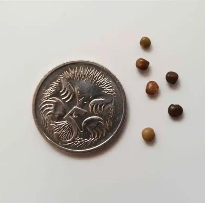 Glycyrrhiza glabra - Alcaçuz, Liquorice, Licorice, Raiz doce, Regaliz