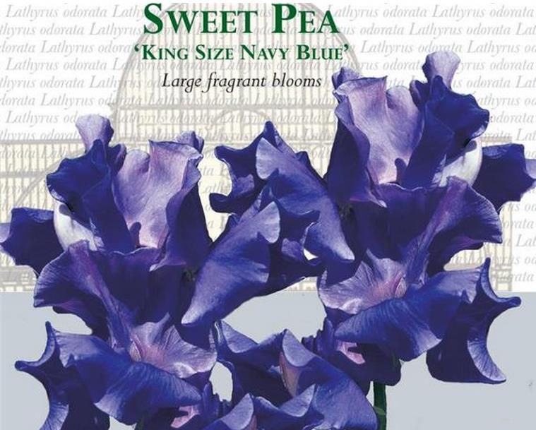 Lathyrus odoratus 'Mammoth Navy Blue' - Ervilha Doce Gigante, Trepadeira Ervilha de Cheiro 'Mammoth Navy Blue'