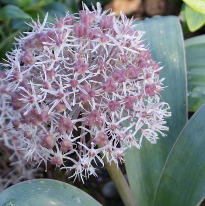 Allium karataviense - Cebola ornamental, Turkestan Allium, Turkestan Onion