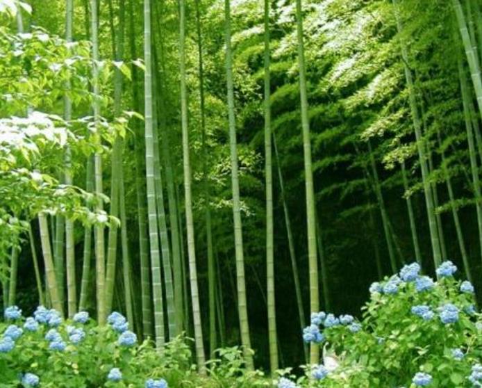 Bambusa bambos (Bambusa arundinacea) - Bambu Indiano, Bambu Gigante, Giant Thorny Bamboo