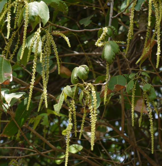 Allophylus cobbe - Cereja indiana doce, Allophylus indiano, Lichia Manbi