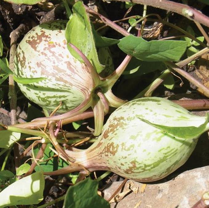 Jarilla caudata - Mamão caudata, Mamão de Coroa, Carica caudata, Jarilla
