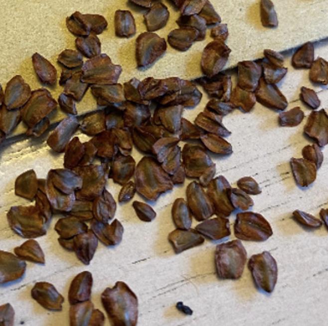 Sequoia sempervirens - Sequoia Sempre Verde, Sequoia Costeira, Sequoia Vermelha, Coast Redwood