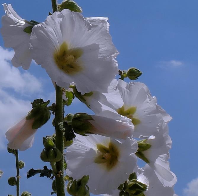 Alcea Rosea Snow Peaks - Malva Picos De Neve, Malva Branca Snow Peaks