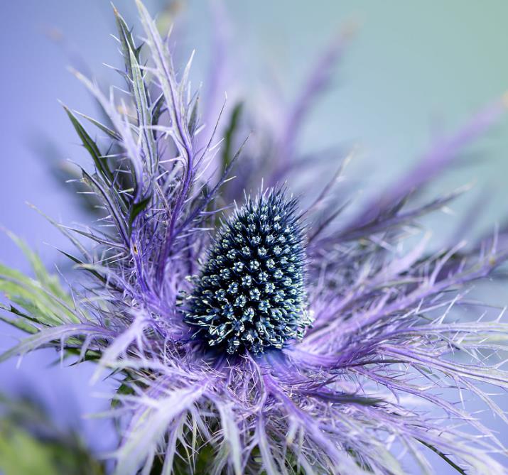 Eryngium alpinum Superbum - Azevinho do mar, Eringio soberbo, Eringio esplêndido, Blue sea holly