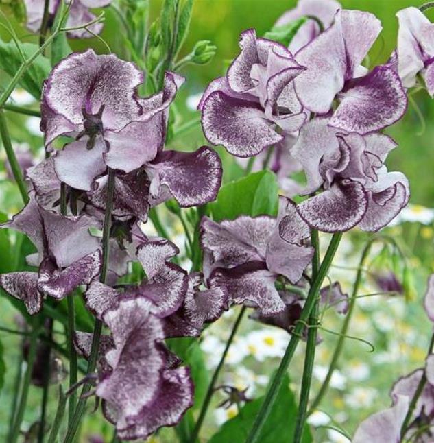 Lathyrus odoratus 'Nimbus Spencer' - Ervilha Doce Nimbus Spencer, Ervilha Doce Perfumada Nimbus