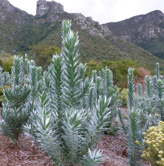 Leucadendron argenteum - Protea Árvore de Prata, Silver Tree, Leucadendron Prata