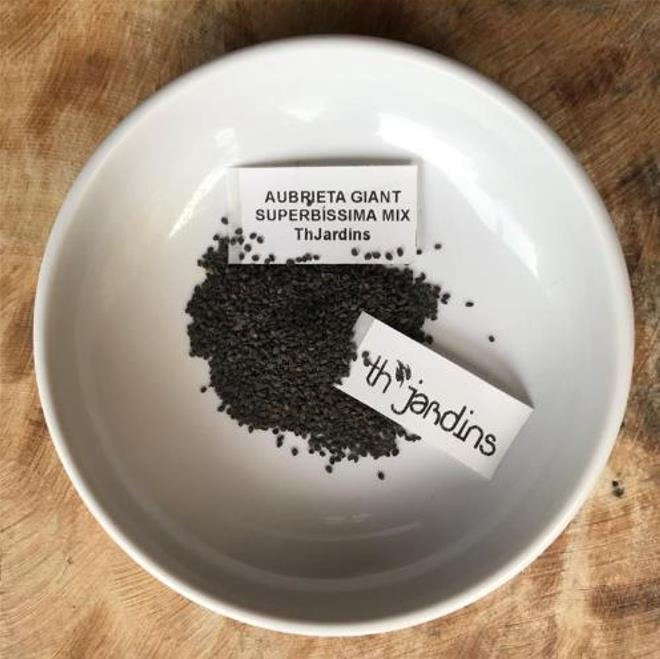 Aubrieta giant Superbissima mix - Agrião de Rocha Soberba, Aubrieta de Rocha Soberba Gigante