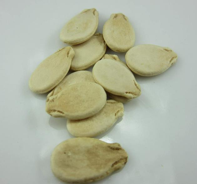 Citrullus lanatus Carolina Cross - Melancia Gigante, Melancia Guinness, Melancia Carolina Cross