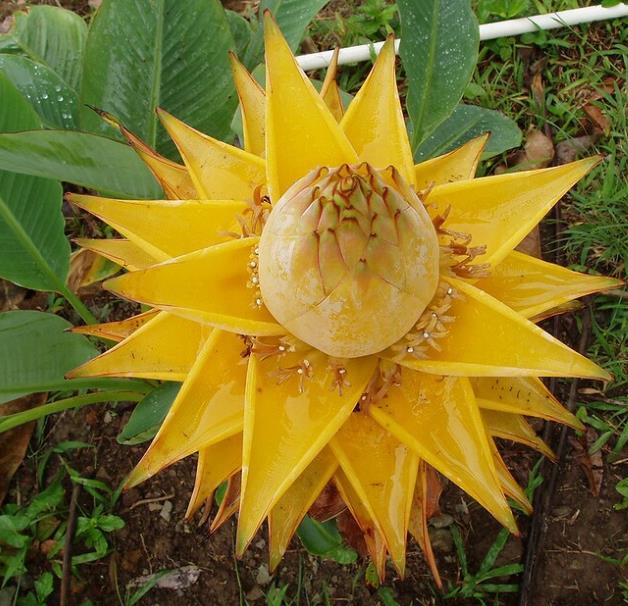 Musella lasiocarpa - Banana Lotus Dourada, Lótus dourada, Banana anã chinesa