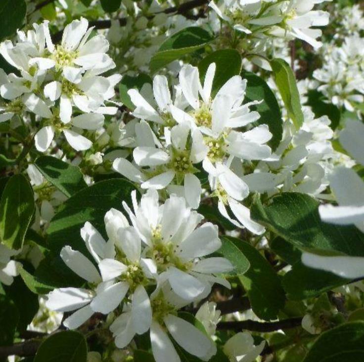 Amelanchier alnifolia - Cereja Saskatoon, Framboesa Saskatoon, Saskatoon Berry