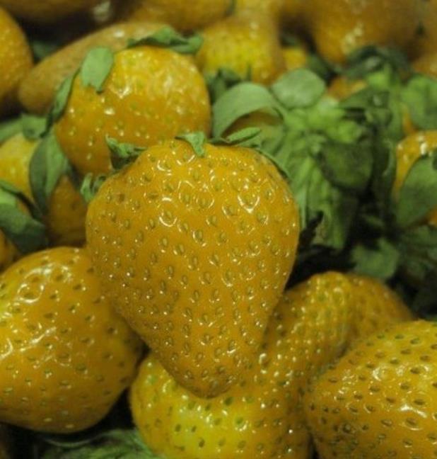 Fragaria vesca Yellow Wonder - Morango Amarelo, Morango Silvestre Amarelo