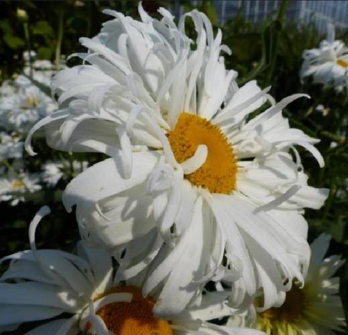 Leucanthemum superbum Crazy Daisy - Margarida Louca Dobrada, Margarida Shasta Dobrada, Double Shasta Daisy, Crazy Da