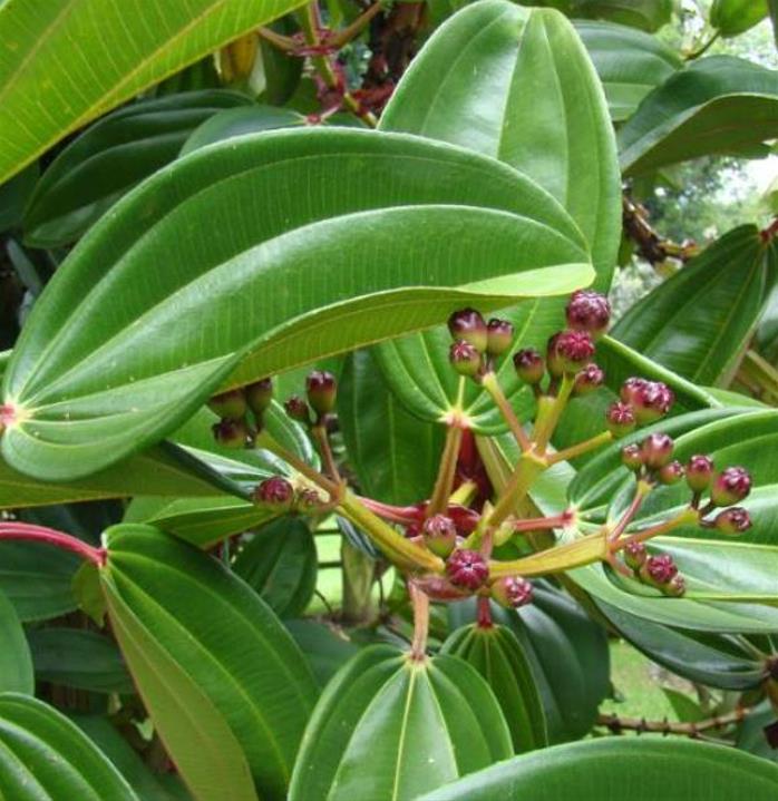 Meriania nobilis - Manacá Colombiano, Meriania, Amarrabollo, Amaraboyo