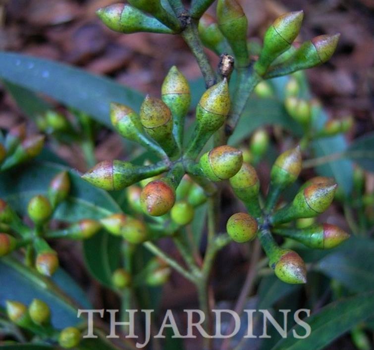 Eucalyptus punctata - Eucalipto Goma Cinza, Goma Cinza Madeira de Ferro, Grey Irongum