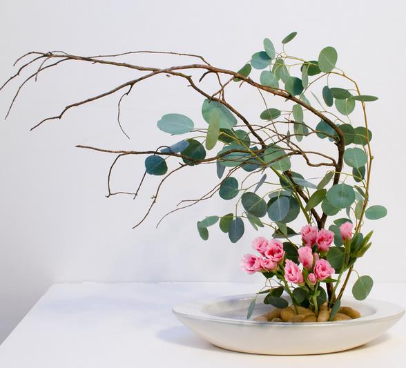 Eucalyptus polyanthemos Ssp Polyanthemos - Eucalipto Caixa Vermelha, Red Box Eucalyptus, Caixa de Poplar, Redbox Silver