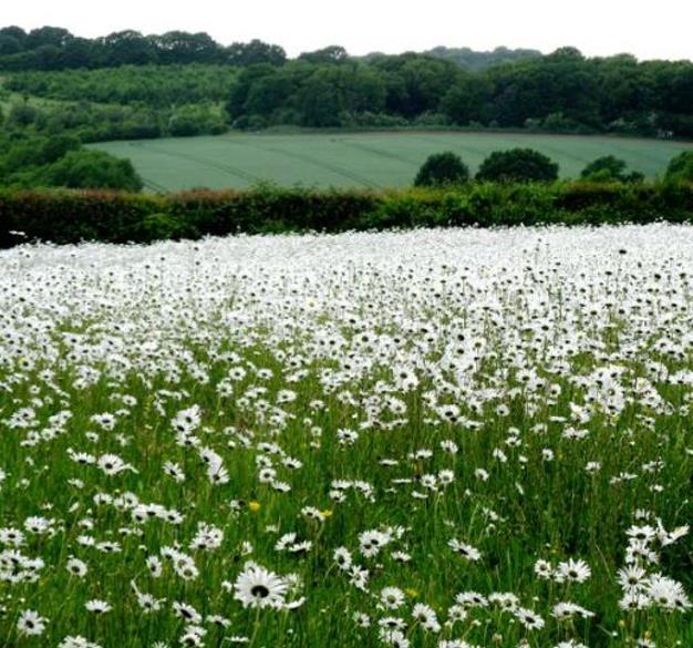 Dimorphotheca pluvialis Glistening white - Margarida do cabo, Margarida da chuva, Profeta do tempo, Margarida africana