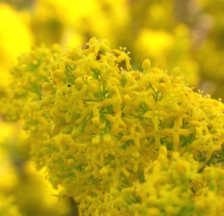 Galium verum subsp. Verum - Erva Coalheira, Erva do coalho, Coalho De Queijo, Gálio, Ladys Bedstraw
