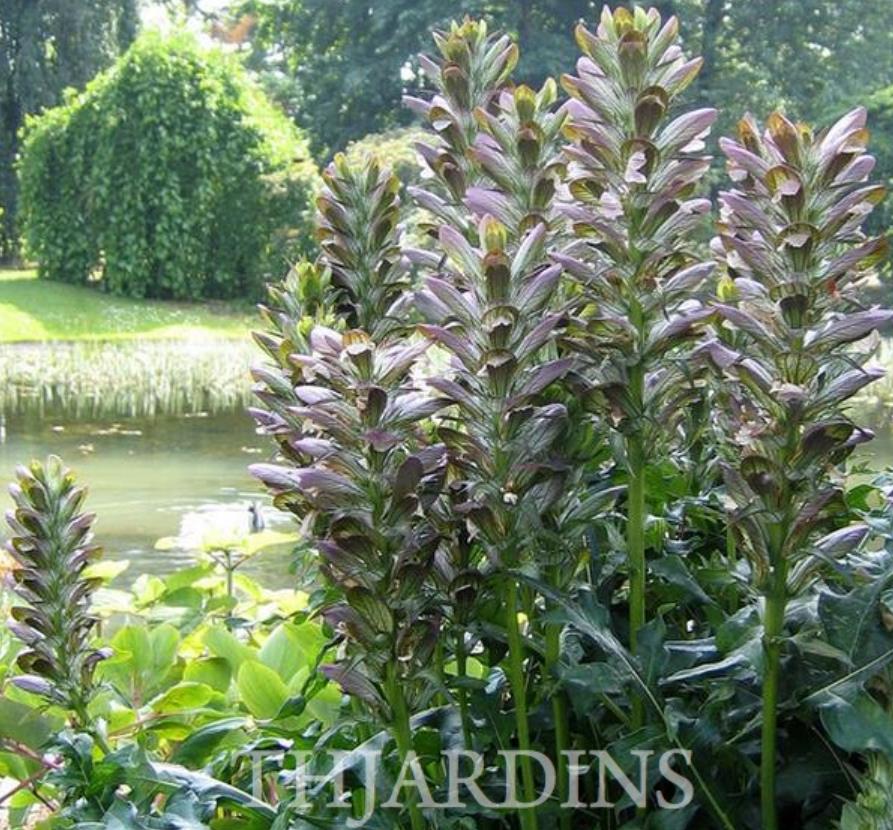 Acanthus mollis - Acanto, Acanto Manso, Erva-Gigante, Pé-de-Urso