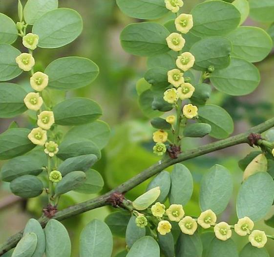 Phyllanthus reticulatus (Kirganelia reticulata) - Groselha da África, Planta da Batata Assada, Arbusto Batata Assada, Ro