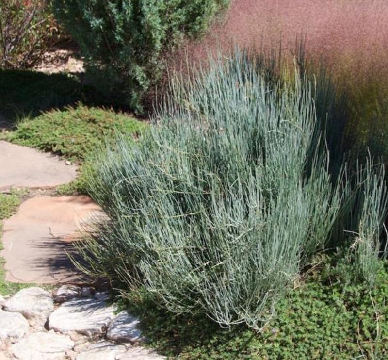 Ephedra equisetina - Chá Mórmon Equisetina, Éfedra, Ma Huang, Bluestem Joint Fir