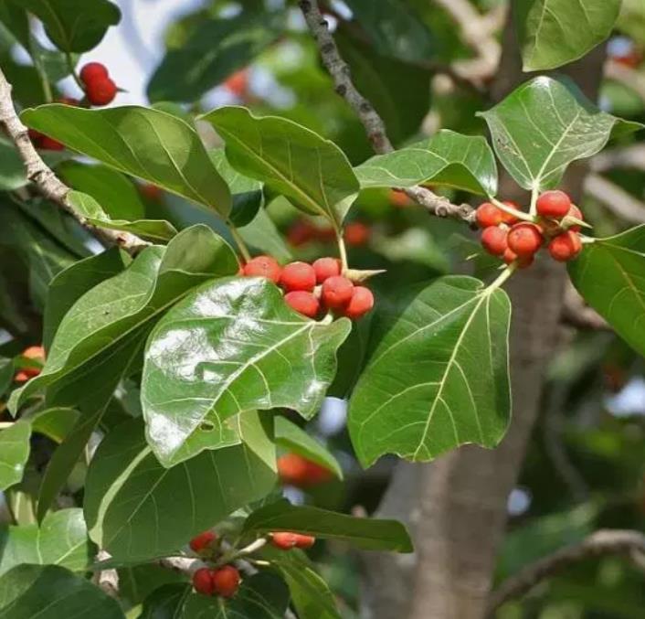 Ficus benghalensis - Figueira de Bengala, Árvore de Banyan
