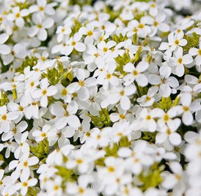 Arabis caucasica Snowfix - Agrião de Rocha do Cáucaso, Luz da Montanha, Wall Rockcress