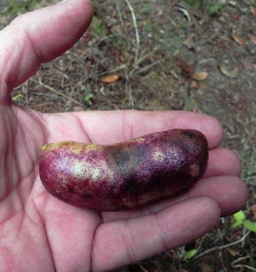 Lardizabala biternata - Coguilera, Coguil, Fruta Zabala, Lardizabala, Voqui Coille