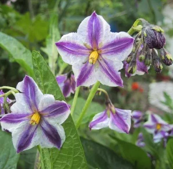 Solanum muricatum - Melão-Pera, Melão Andino, Melão dos Andes, Pepino doce