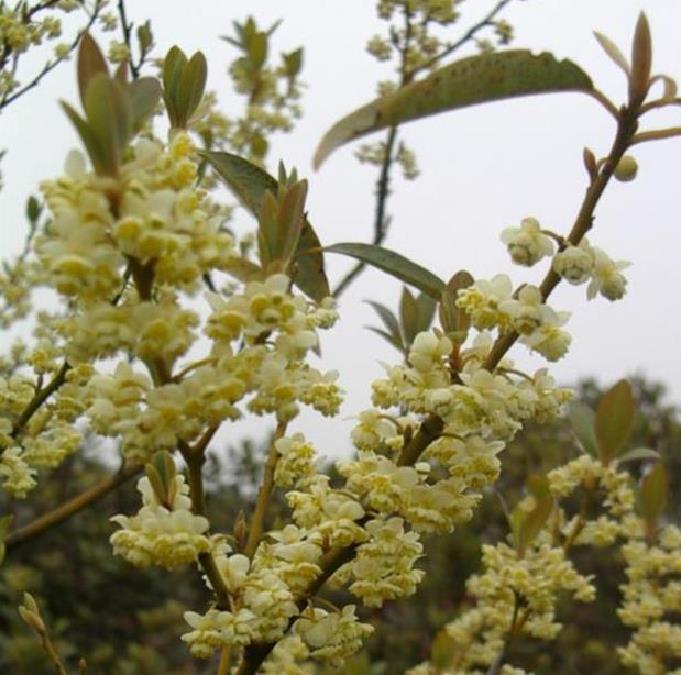 Litsea cubeba - Pimenta da Montanha, May Chang, Litsea Aromática, Cubeba, Pimenta de Java