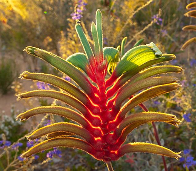 Anigozanthos manglesii - Pata de Canguru Vermelho e Verde, Kangaroo Paw