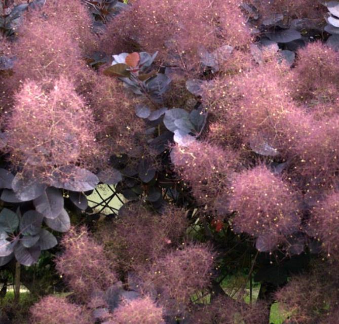 Cotinus coggygria Atropurpurea - Árvore Fumaça Atrorpurpurea, Black Smoke Tree, Purple Smoketree