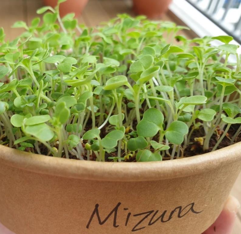 Brassica rapa ssp Japonica Mizuna Greens (C.O) - Mizuna Kyona, Couve Mostarda Japonesa, Mizuna Verde, Vitamina Verde Kyo